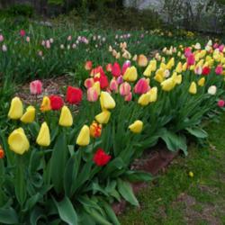 Location: Long Island, NY 
Date: 2013-04-30
mixed darwin tulips closed on a cloudy day