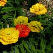 Location: Long Island, NY Date: 2013-05-01fancy double tulips