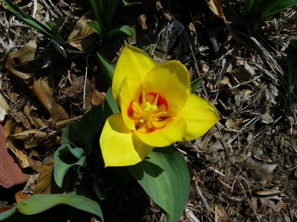 Photo of Tulip (Tulipa 'Sun Dance') uploaded by Newyorkrita