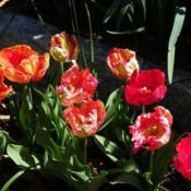 Location: Long Island, NY Date: 2013-05-02parrot tulips
