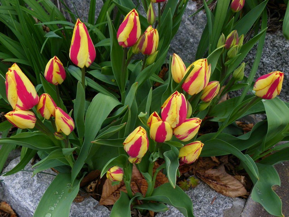 Photo of Tulip (Tulipa 'Colour Spectacle') uploaded by Newyorkrita
