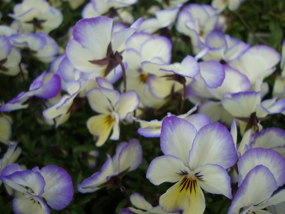 Photo of Horned Violet (Viola Sorbet™ Coconut) uploaded by Paul2032