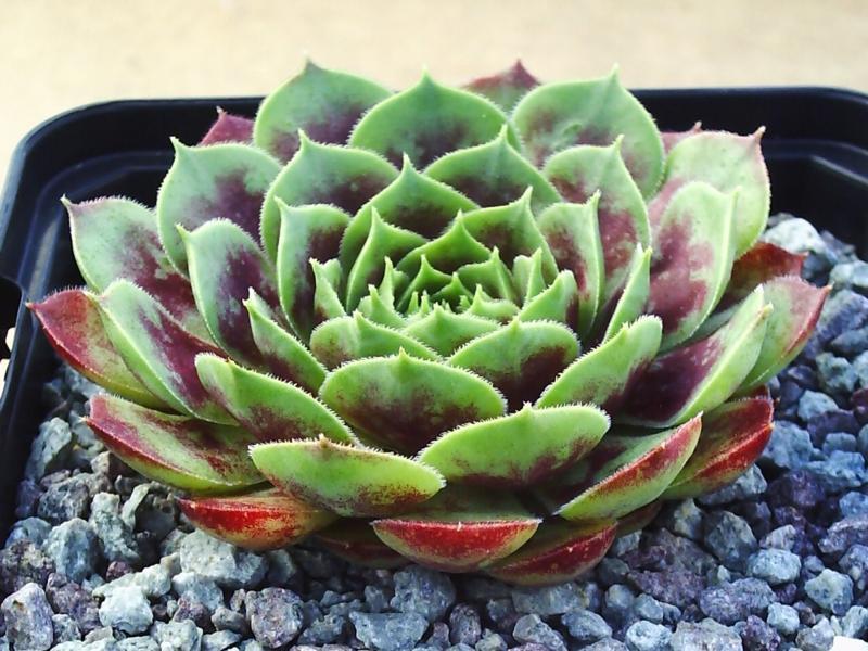 Photo of Hen and Chicks (Sempervivum 'Corona') uploaded by banker07