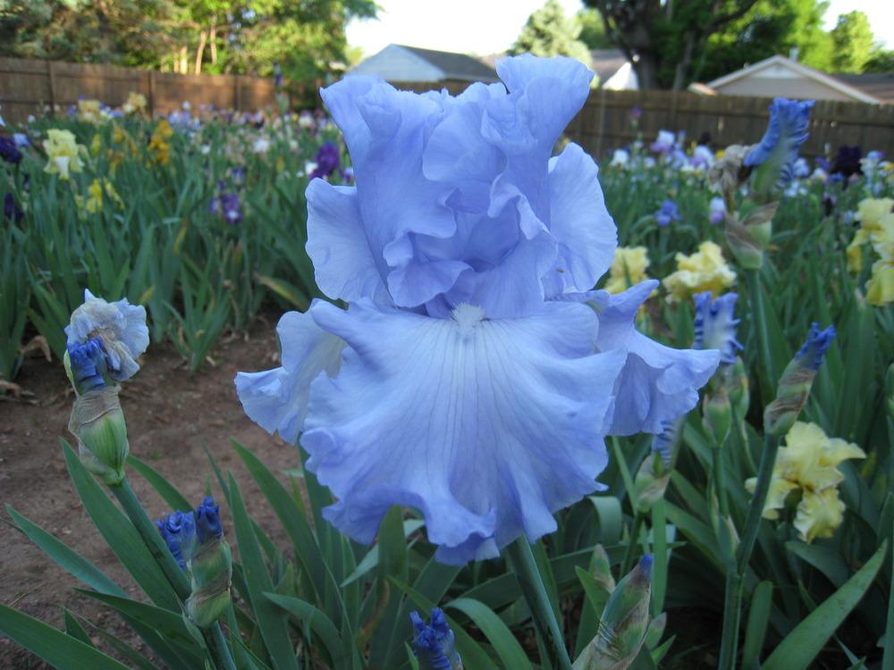 Photo of Tall Bearded Iris (Iris 'Restless Tide') uploaded by flowerpimp