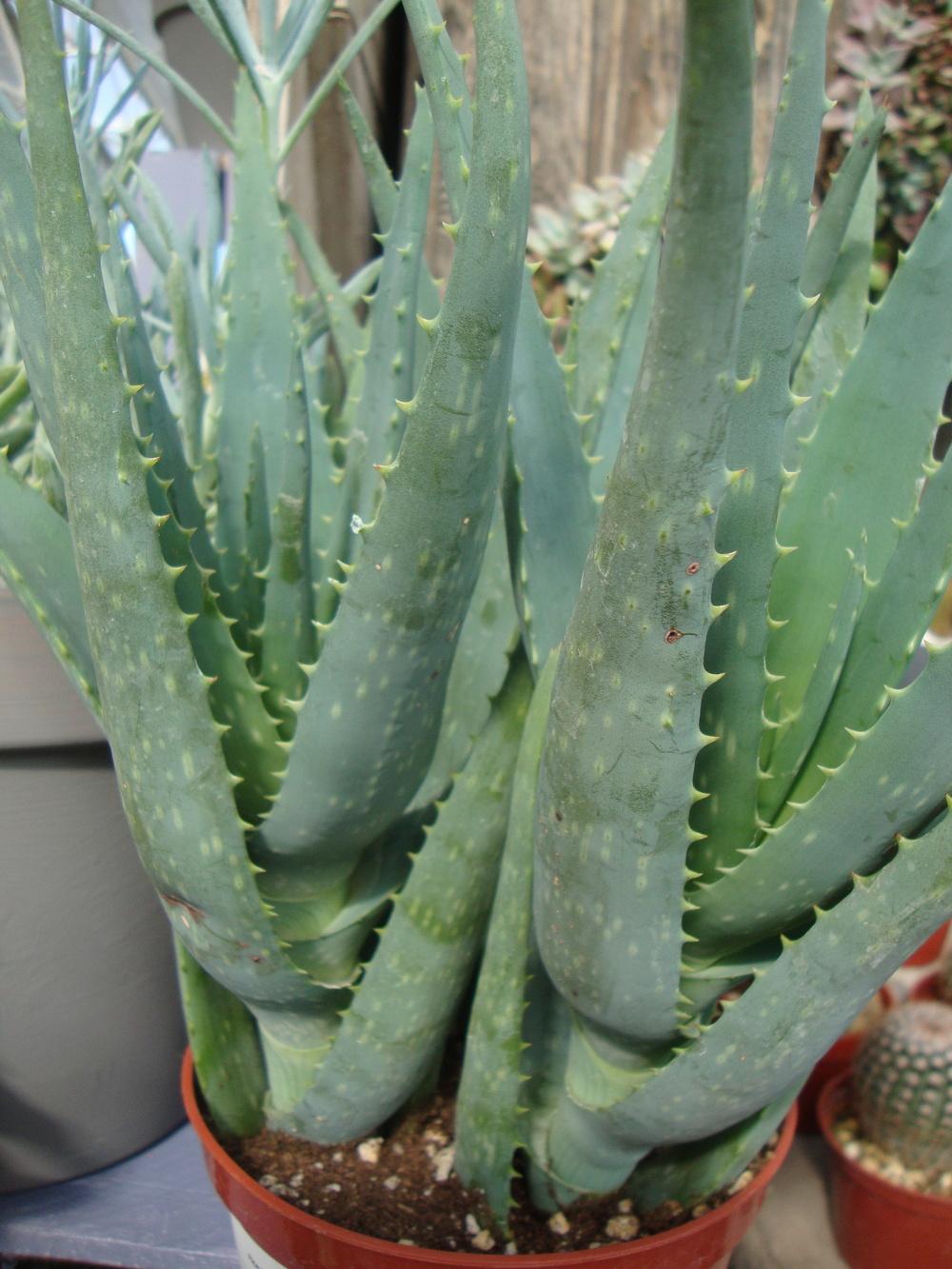 Photo of Aloe 'California' uploaded by Paul2032
