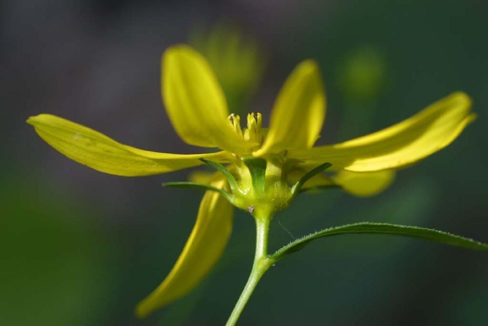 Photo of Greater Tickseed (Coreopsis major) uploaded by SongofJoy