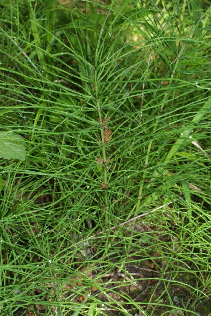 Photo of Field Horsetail (Equisetum arvense) uploaded by SongofJoy