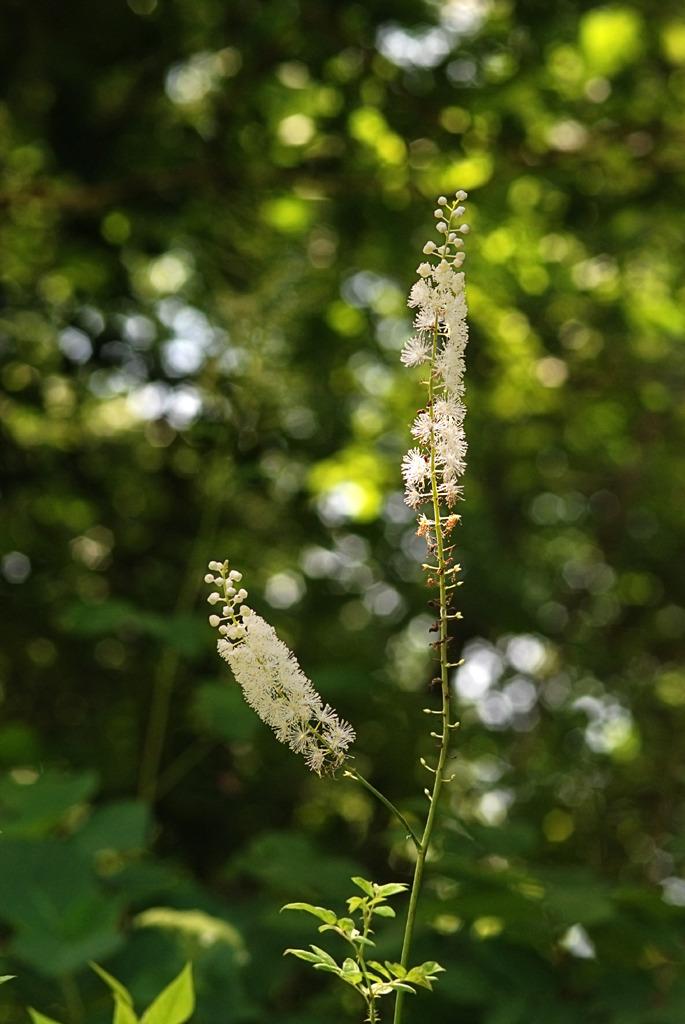 Photo of Black Cohosh (Actaea racemosa) uploaded by SongofJoy