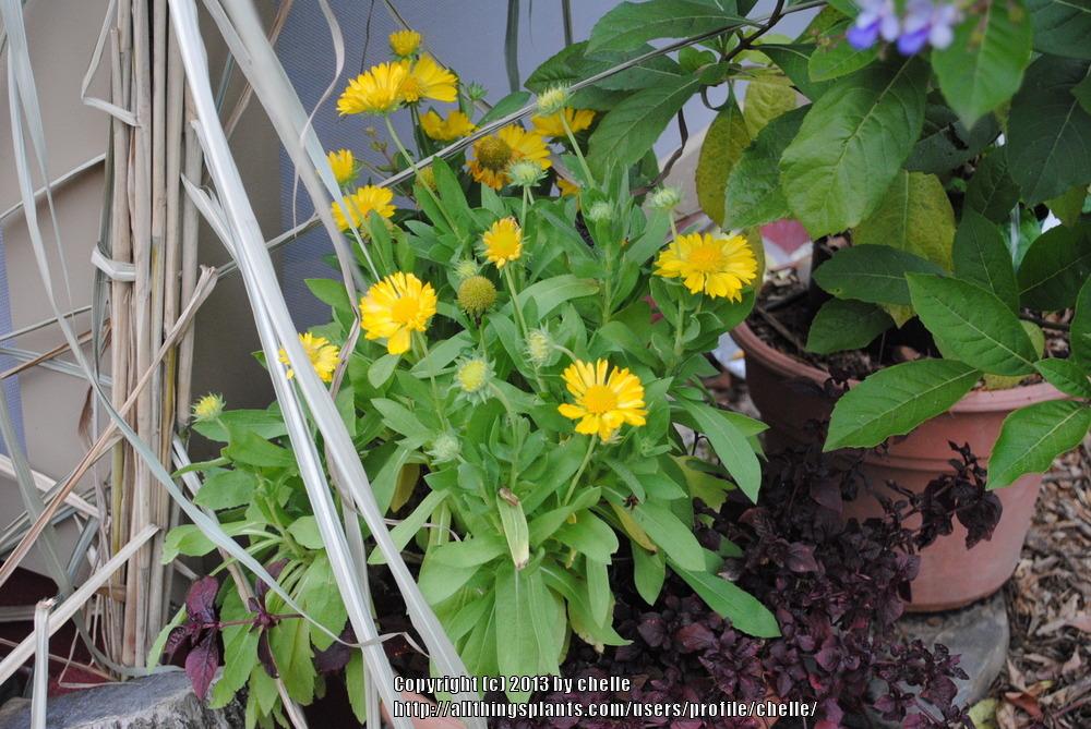 Photo of Blanket Flower (Gaillardia Mesa™ Yellow) uploaded by chelle