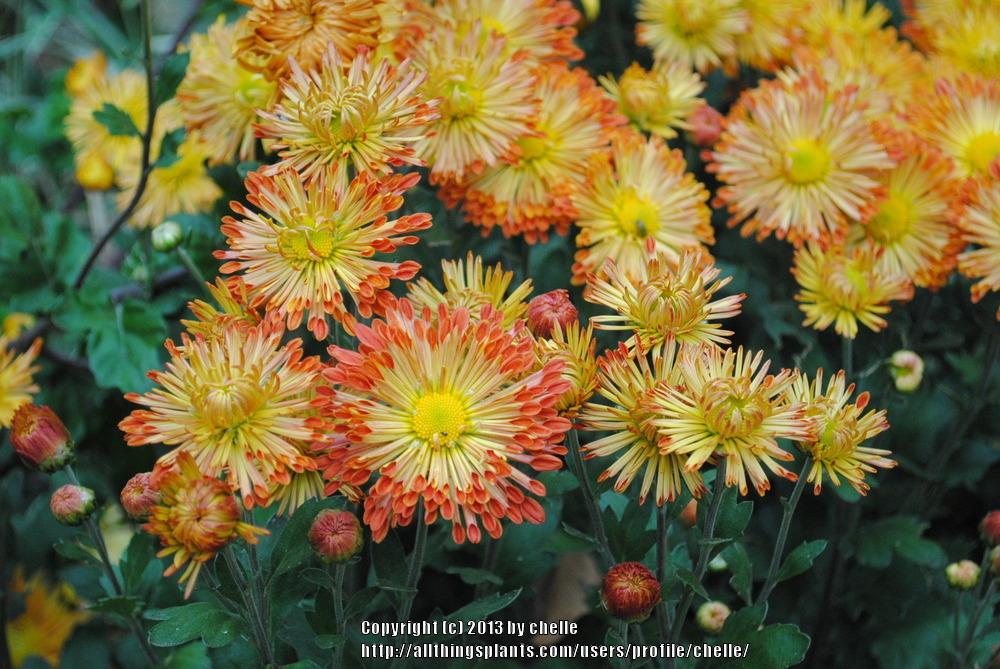 Photo of Garden Mum (Chrysanthemum 'Dolliette') uploaded by chelle