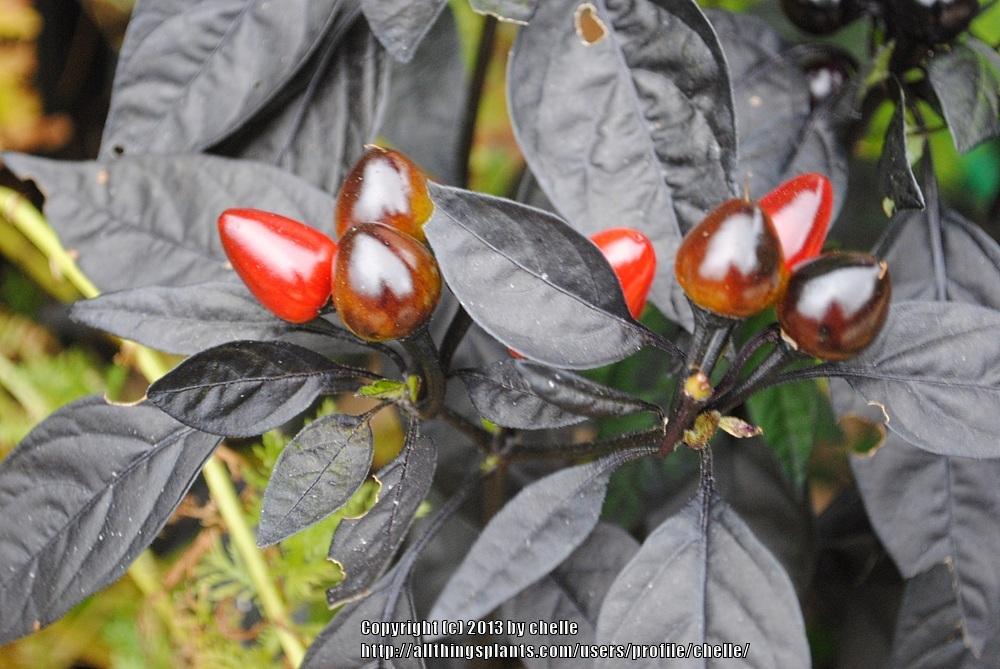 Photo of Ornamental Pepper (Capsicum annuum 'Black Pearl') uploaded by chelle