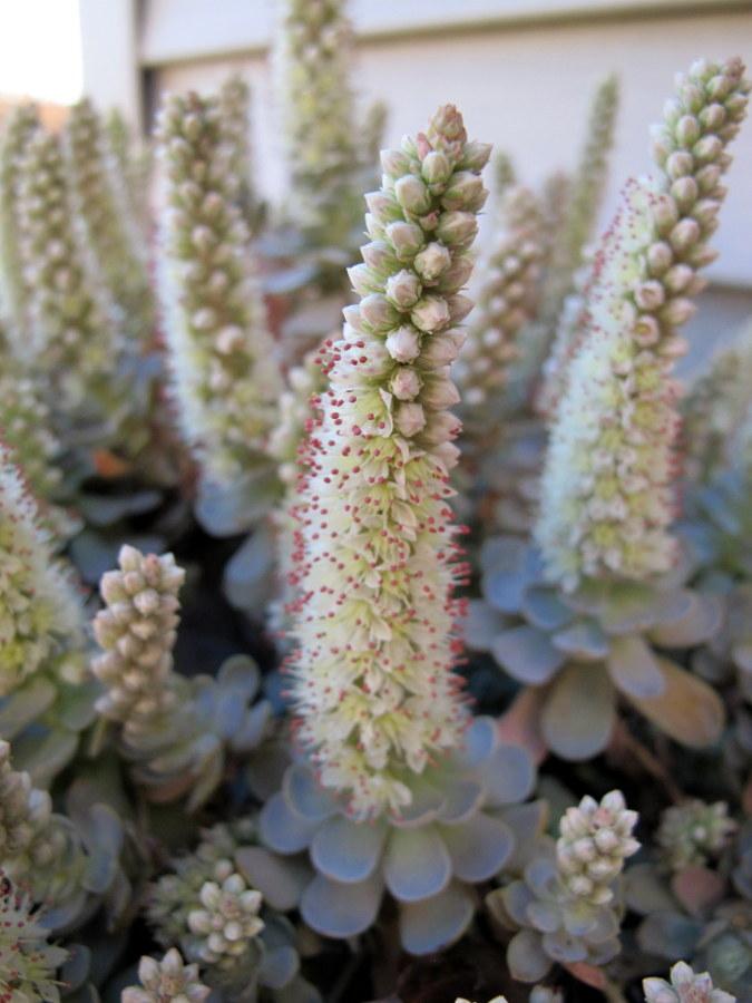 Photo of Dunce's Cap (Orostachys iwarenge) uploaded by goldfinch4