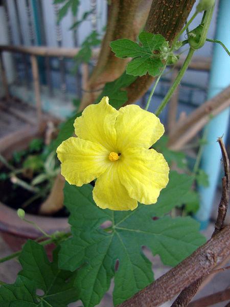 Photo of Bitter Gourd (Momordica charantia) uploaded by robertduval14