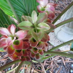 Location: NE., Fl.
Date: 2013-10-15 
multiple blooms beginning to 'fade' into Fall
