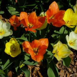 Location: Long Island, NY 
Date: 2013-04-28
Emperor Tulips