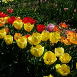 Location: Long Island, NY 
Date: 2013-04-28
mixed colors of darwin tulips