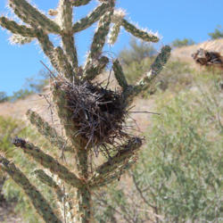 Location: Elephant Butte, NM
Date: 10/6/2013
a favorite nesting for several birds. this cactus is one that end