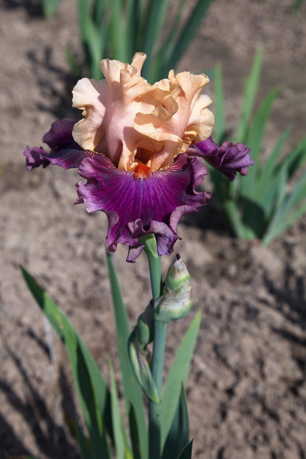Photo of Tall Bearded Iris (Iris 'Rasputin') uploaded by eko123