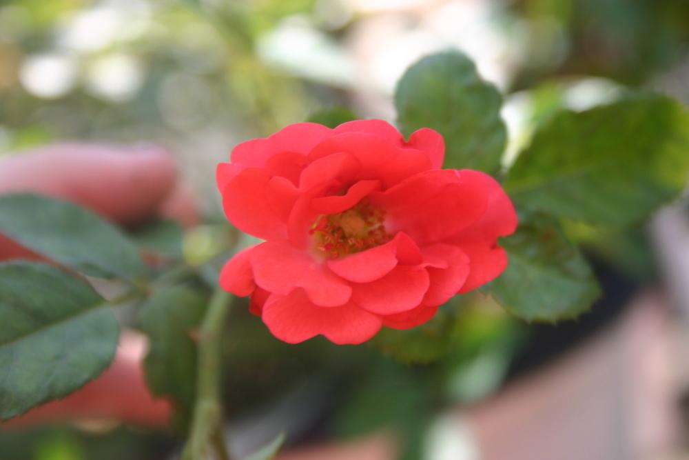 Photo of Rose (Rosa 'Coral Drift') uploaded by jon