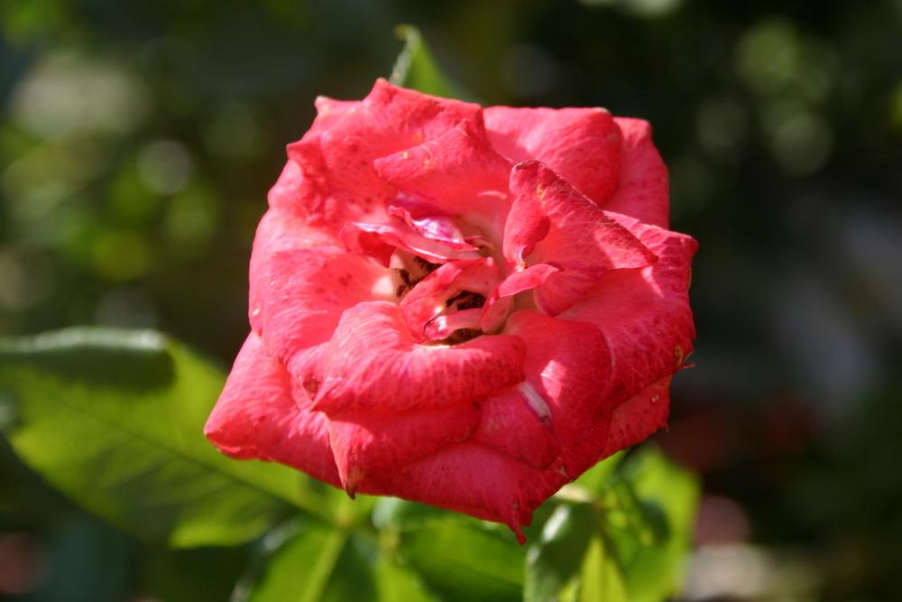 Photo of Rose (Rosa 'Planten un Blomen') uploaded by jon