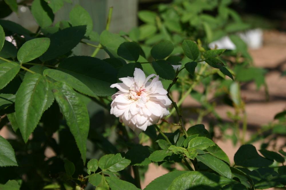 Photo of Polyantha Rose (Rosa 'Cecile Brunner') uploaded by jon