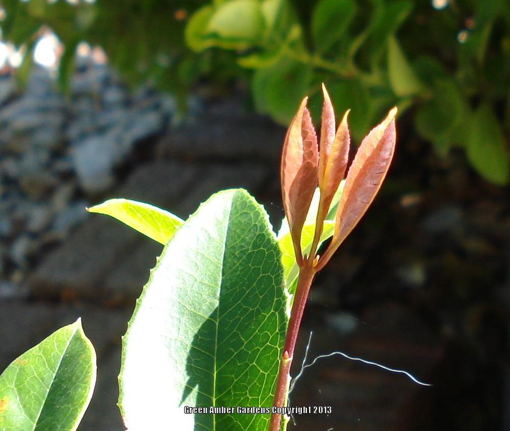 Photo of Tea Olive (Osmanthus fragrans) uploaded by lovemyhouse