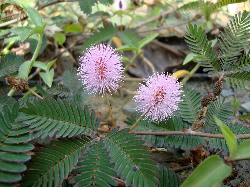 Photo of Sensitive Plant (Mimosa pudica) uploaded by robertduval14