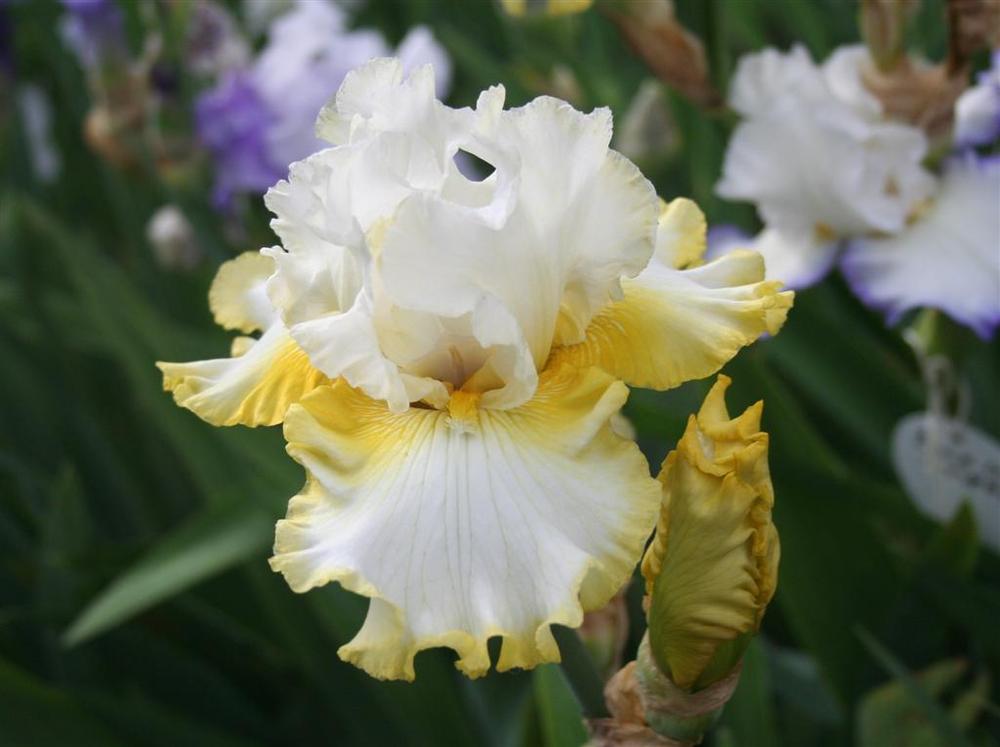 Photo of Tall Bearded Iris (Iris 'Vatican Flag') uploaded by KentPfeiffer