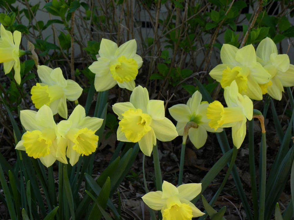 Photo of Daffodils (Narcissus) uploaded by Newyorkrita