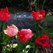 Location: Long Island, NY Date: 2013-04-28parrot tulips