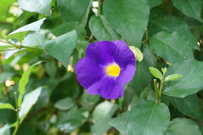 Photo of King's Mantle (Thunbergia erecta) uploaded by robertduval14