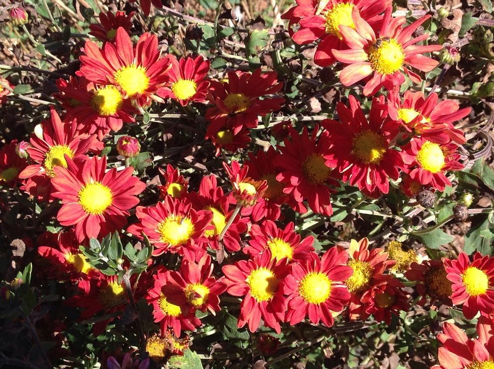 Photo of Chrysanthemum uploaded by abhege