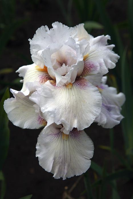 Photo of Tall Bearded Iris (Iris 'Wish List') uploaded by eko123