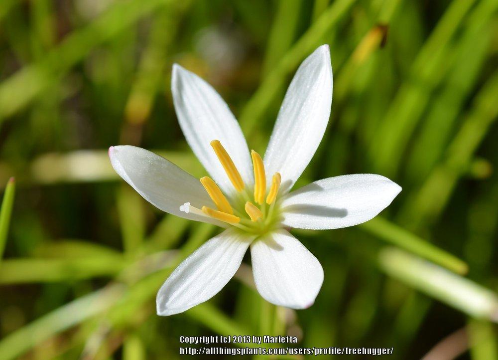 Photo of Rain Lily (Zephyranthes candida) uploaded by treehugger