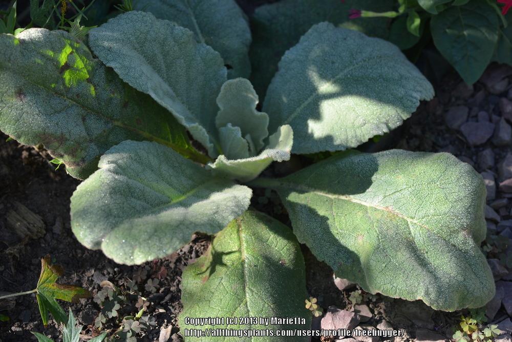 Photo of Common Mullein (Verbascum thapsus) uploaded by treehugger