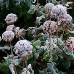 Location: Denver Metro CO
Date: 2013-10-21
The seed heads in a very frozen state this morning.