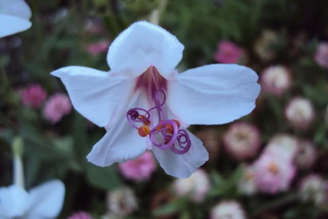 Photo of Sweet Four o'Clock (Mirabilis longiflora) uploaded by poisondartfrog