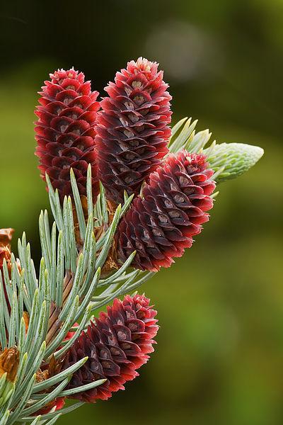 Photo of Colorado Blue Spruce (Picea pungens) uploaded by robertduval14