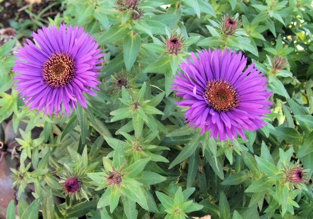 Photo of New England Aster (Symphyotrichum novae-angliae 'Purple Dome') uploaded by Bonehead