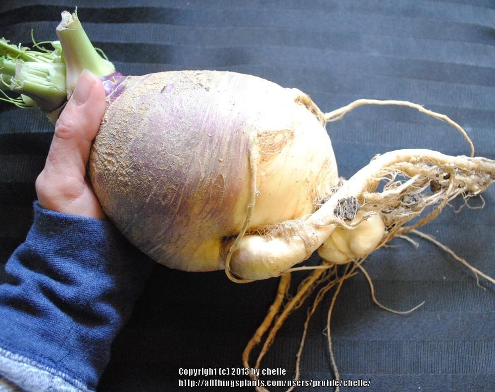 Photo of Yellow Turnip (Brassica napus) uploaded by chelle
