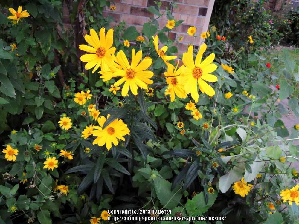 Photo of Swamp Sunflower (Helianthus angustifolius) uploaded by piksihk