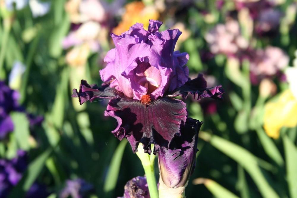 Photo of Tall Bearded Iris (Iris 'Ming Lord') uploaded by KentPfeiffer