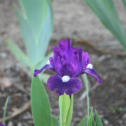 Location: My garden in southeast Nebraska
Date: 2012-03-31