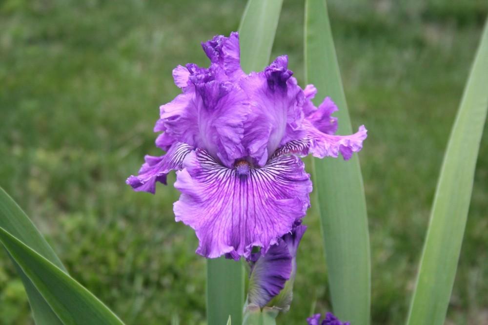 Photo of Tall Bearded Iris (Iris 'Mulberry Magic') uploaded by KentPfeiffer