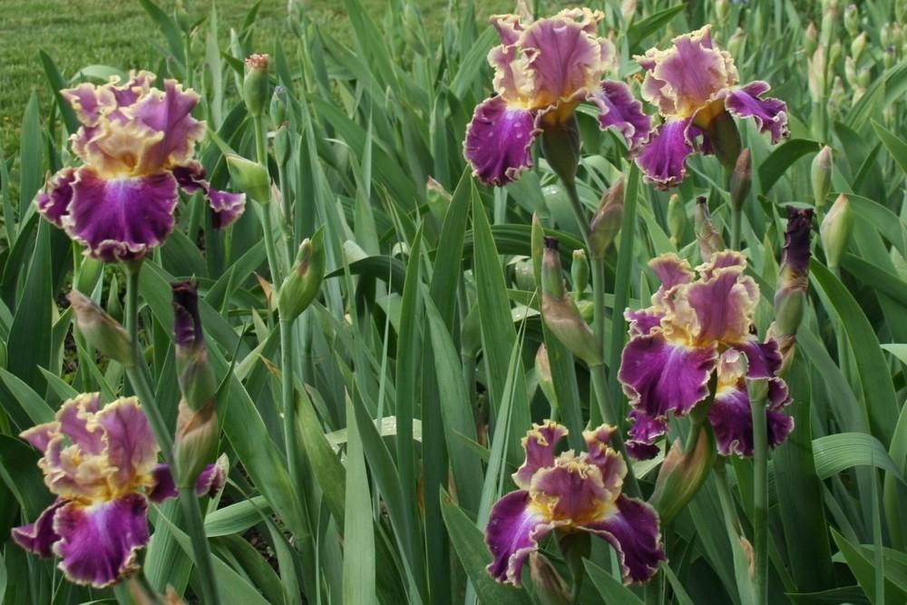 Photo of Tall Bearded Iris (Iris 'Montmartre') uploaded by KentPfeiffer