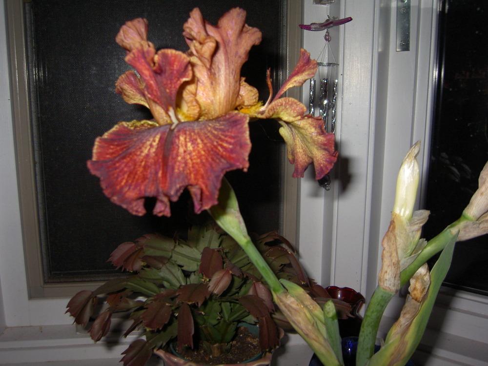 Photo of Tall Bearded Iris (Iris 'Gladiatrix') uploaded by Muddymitts
