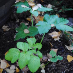 Location: My Northeastern Indiana Gardens - Zone 5b
Date: 2013-10-22
Basal rosette of a first year plant.