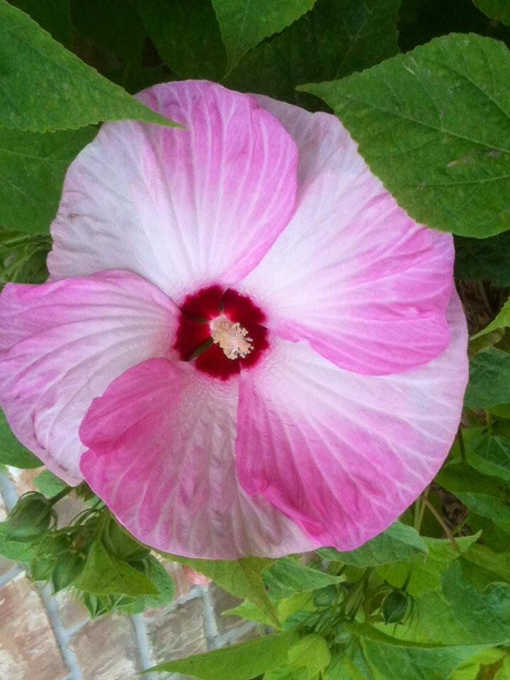 Photo of Hybrid Hardy Hibiscus (Hibiscus Luna™ Pink Swirl) uploaded by karafrederick1
