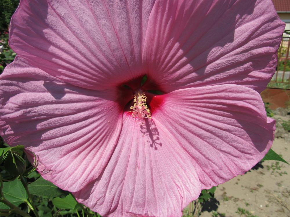 Photo of Hybrid Hardy Hibiscus (Hibiscus Newbiscus™ Mauvelous) uploaded by laszloszakszon
