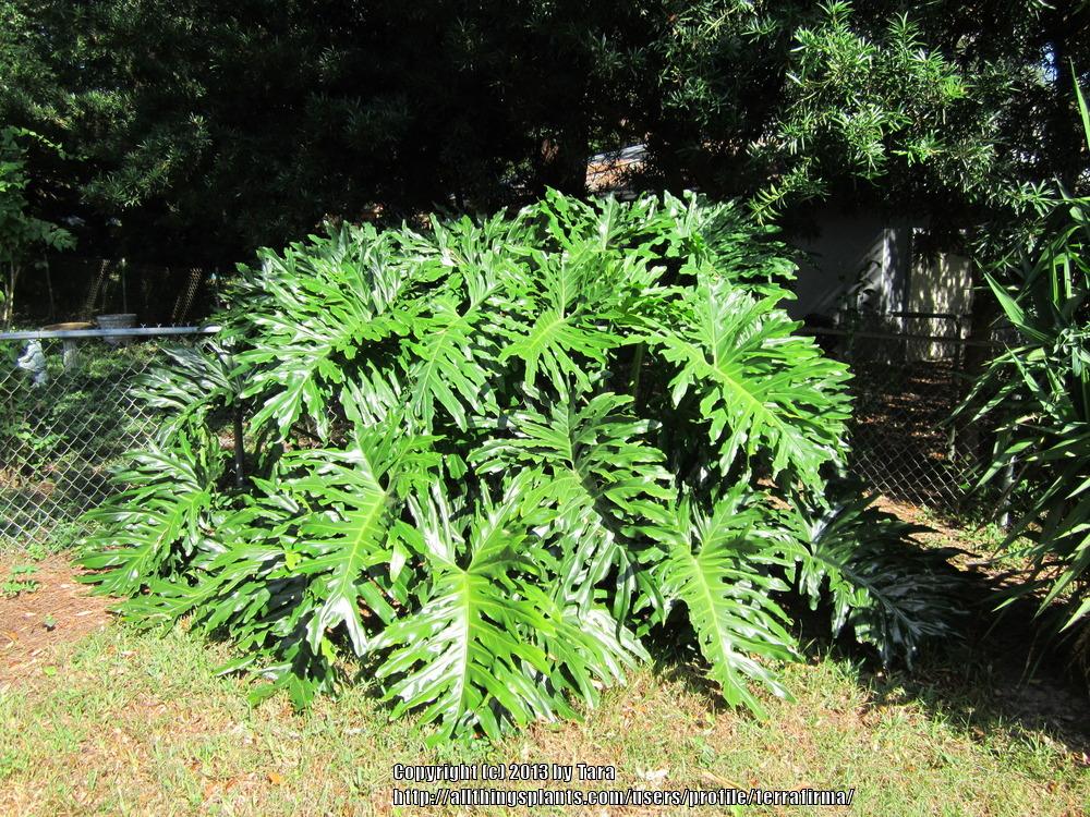 Photo of Tree Philodendron (Thaumatophyllum bipinnatifidum) uploaded by terrafirma